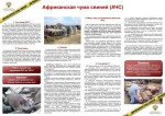 Памятка для граждан: Африканская чума свиней