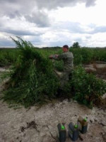 В рамках второго этапа операции «Мак — 2019» в Волжском районе Самары ликвидирована конопля на общей площади 2.756 кв. м